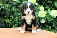 Ronda AKC, a female Bernese Mountain Dog for sale in Liberty, KY – 1 of 9