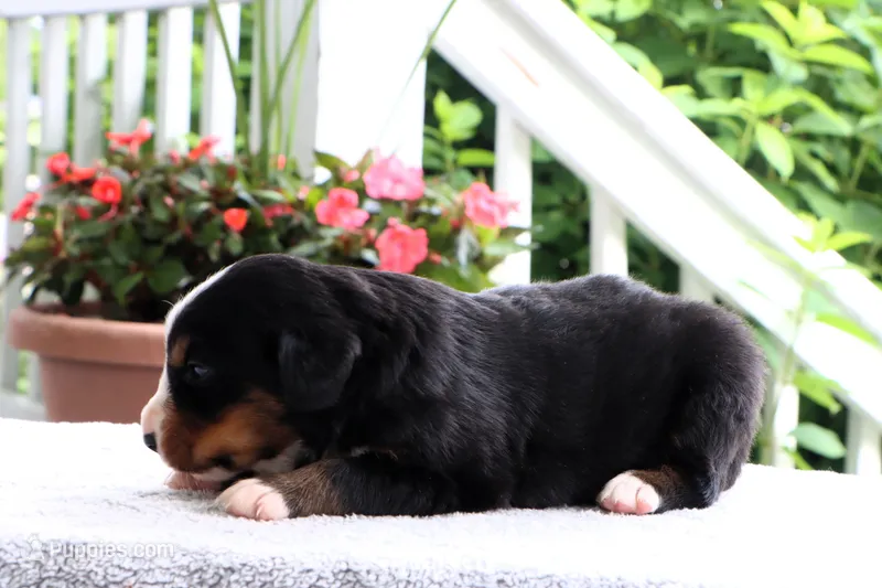 Kyra AKC – Bernese Mountain Dog puppy for sale in Liberty, KY