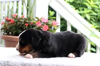 Kyra AKC, a female Bernese Mountain Dog for sale in Liberty, KY – 1 of 4
