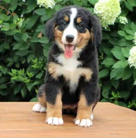Reba AKC, a female Bernese Mountain Dog for sale in Liberty, KY – 2 of 10