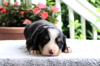 Reba AKC, a female Bernese Mountain Dog for sale in Liberty, KY – 5 of 5