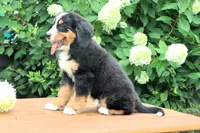 Reba AKC, a female Bernese Mountain Dog for sale in Liberty, KY – 3 of 10