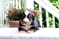 Kyra AKC, a female Bernese Mountain Dog for sale in Liberty, KY – 2 of 4