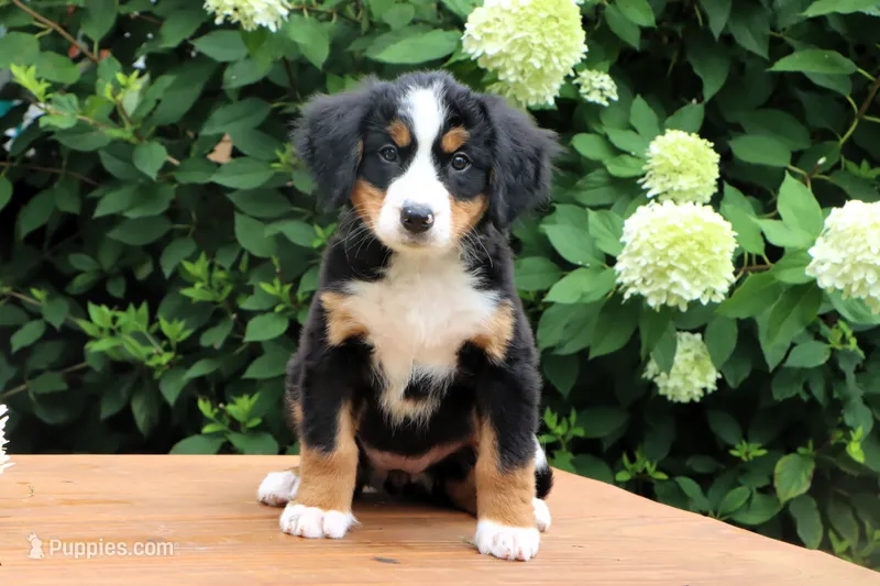 Ranita AKC – Bernese Mountain Dog puppy for sale in Liberty, KY