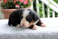 Ronda AKC, a female Bernese Mountain Dog for sale in Liberty, KY – 4 of 5