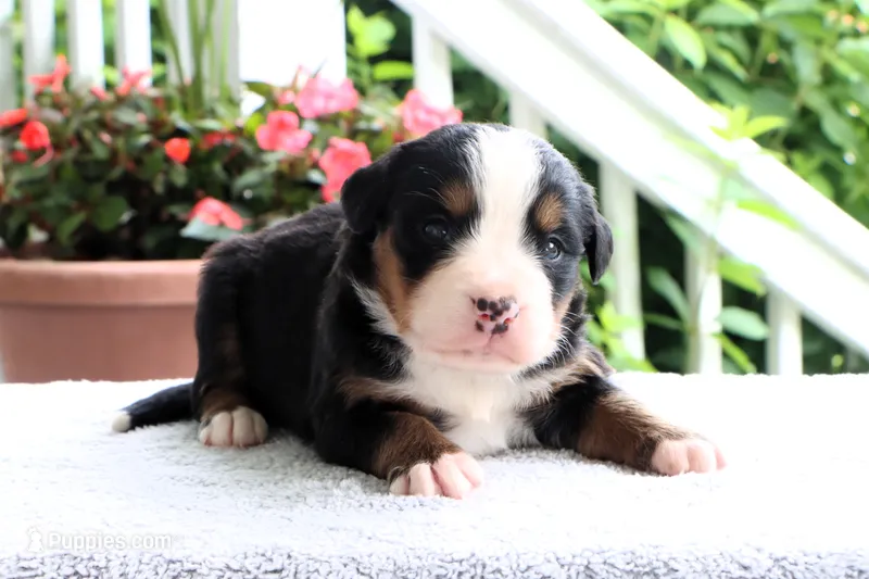 Rosali AKC – Bernese Mountain Dog puppy for sale in Liberty, KY