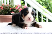 Rosali AKC, a female Bernese Mountain Dog for sale in Liberty, KY – 1 of 3