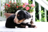 Ranita AKC, a female Bernese Mountain Dog for sale in Liberty, KY – 3 of 3