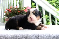 Rita AKC, a female Bernese Mountain Dog for sale in Liberty, KY – 5 of 6