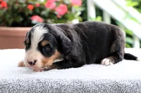 Roxy AKC, a female Bernese Mountain Dog for sale in Liberty, KY – 4 of 5