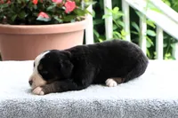 Kamila Akc, a female Bernese Mountain Dog for sale in Liberty, KY – 4 of 4