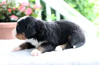 Ronda AKC, a female Bernese Mountain Dog for sale in Liberty, KY – 3 of 5