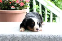 Katie Akc, a female Bernese Mountain Dog for sale in Liberty, KY – 2 of 6