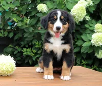 Reba AKC, a female Bernese Mountain Dog for sale in Liberty, KY – 5 of 10