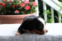 Kiara Akc, a female Bernese Mountain Dog for sale in Liberty, KY – 3 of 4
