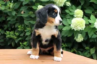 Ranita AKC, a female Bernese Mountain Dog for sale in Liberty, KY – 2 of 8