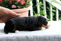 Ruthie AKC, a female Bernese Mountain Dog for sale in Liberty, KY – 3 of 4