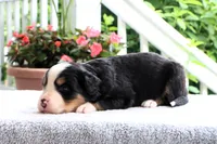 Rita AKC, a female Bernese Mountain Dog for sale in Liberty, KY – 4 of 6