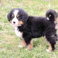 Ricky Akc, a male Bernese Mountain Dog for sale in Liberty, KY – Photo 10 of 10