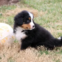 Ricky Akc, a male Bernese Mountain Dog for sale in Liberty, KY – Photo 8 of 10
