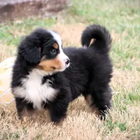 Ricky Akc, a male Bernese Mountain Dog for sale in Liberty, KY – Photo 5 of 10