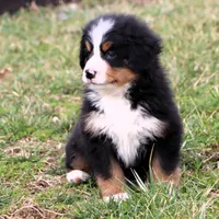 Ricky Akc, a male Bernese Mountain Dog for sale in Liberty, KY – Photo 7 of 10