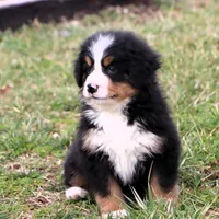 Ricky Akc, a male Bernese Mountain Dog for sale in Liberty, KY – Photo 6 of 10