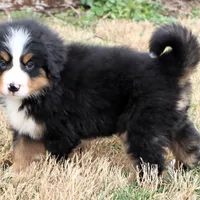 Ricky Akc, a male Bernese Mountain Dog for sale in Liberty, KY – Photo 3 of 10