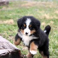 Ricky Akc, a male Bernese Mountain Dog for sale in Liberty, KY – Photo 1 of 10