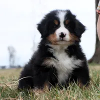 Ricky Akc, a male Bernese Mountain Dog for sale in Liberty, KY – Photo 2 of 10