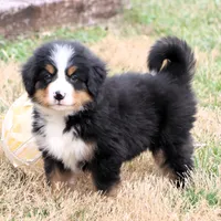 Ricky Akc, a male Bernese Mountain Dog for sale in Liberty, KY – Photo 9 of 10
