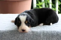 Kristen Akc, a female Bernese Mountain Dog for sale in Liberty, KY – 3 of 6