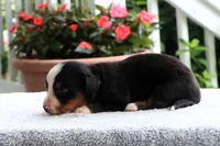 Kiara Akc, a female Bernese Mountain Dog for sale in Liberty, KY – 4 of 4