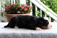 Kristen Akc, a female Bernese Mountain Dog for sale in Liberty, KY – 4 of 6