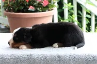 Katie Akc, a female Bernese Mountain Dog for sale in Liberty, KY – 3 of 6