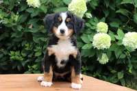 Ranita AKC, a female Bernese Mountain Dog for sale in Liberty, KY – 3 of 8