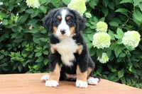 Ronda AKC, a female Bernese Mountain Dog for sale in Liberty, KY – 3 of 9