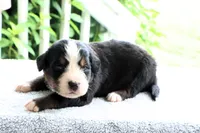 Kamila Akc, a female Bernese Mountain Dog for sale in Liberty, KY – 2 of 4