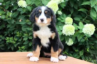 Ronda AKC, a female Bernese Mountain Dog for sale in Liberty, KY – 2 of 9