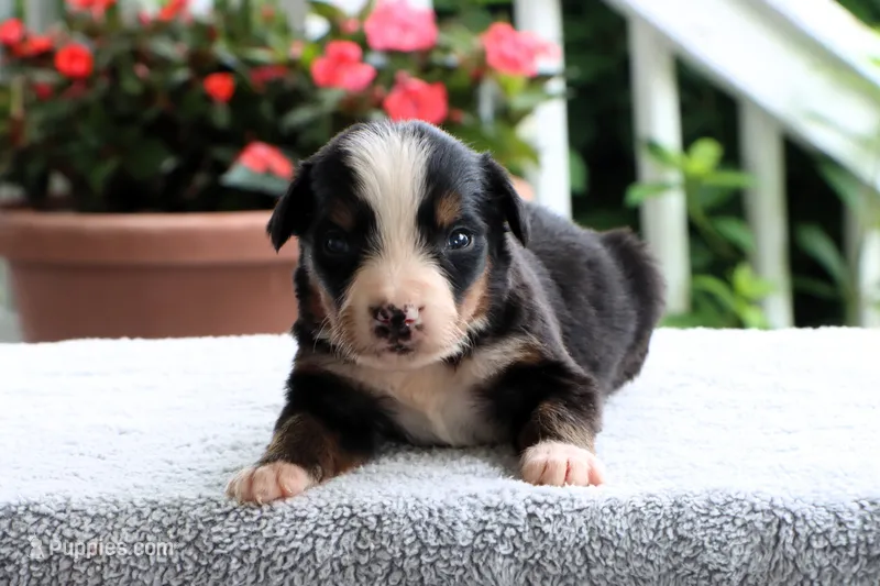 Kiara Akc – Bernese Mountain Dog puppy for sale in Liberty, KY