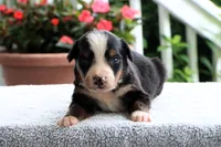 Kiara Akc, a female Bernese Mountain Dog for sale in Liberty, KY – 1 of 4