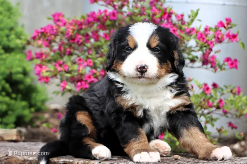 Galaxie – Bernese Mountain Dog puppy for sale in Liberty, KY