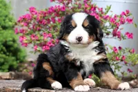 Galaxie, a female Bernese Mountain Dog for sale in Liberty, KY – Photo 1 of 8