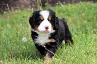Galaxie, a female Bernese Mountain Dog for sale in Liberty, KY – Photo 5 of 8
