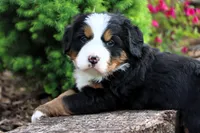Galaxie, a female Bernese Mountain Dog for sale in Liberty, KY – Photo 7 of 8