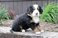 Galaxie, a female Bernese Mountain Dog for sale in Liberty, KY – Photo 2 of 8