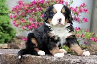 Galaxie, a female Bernese Mountain Dog for sale in Liberty, KY – Photo 3 of 8