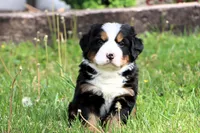 Galaxie, a female Bernese Mountain Dog for sale in Liberty, KY – Photo 4 of 8