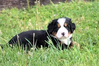 Galaxie, a female Bernese Mountain Dog for sale in Liberty, KY – Photo 8 of 8