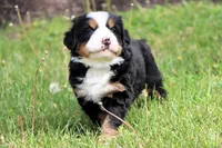 Galaxie, a female Bernese Mountain Dog for sale in Liberty, KY – Photo 6 of 8